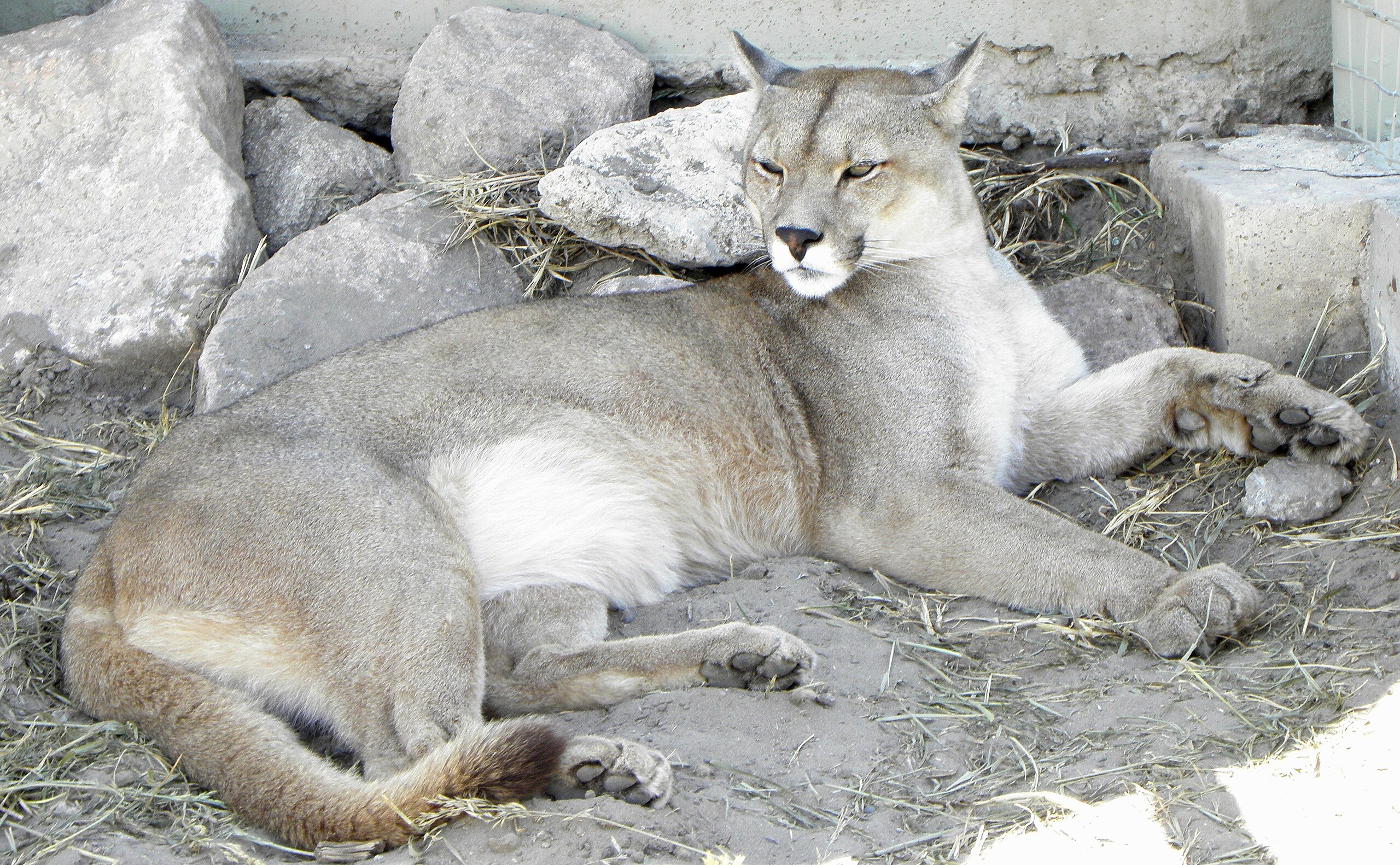 File:Puma concolor puma  - Wikimedia Commons