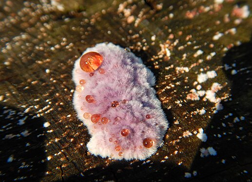 Fungo Punctularia atropurpurascens che secerne gocce rossastre