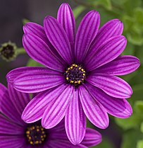 Osteospermum