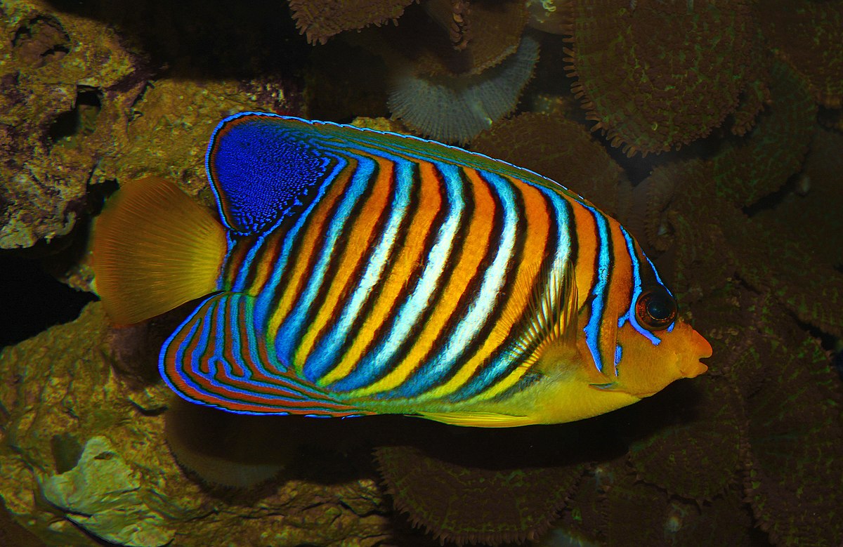 Тропические рыбки для аквариума фото с названиями