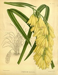 plate 430 Cymbidium elegans