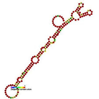 Interferon gamma 5 UTR regulatory element