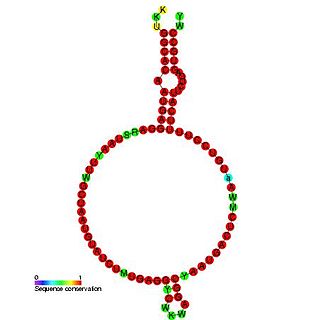 <span class="mw-page-title-main">Small nucleolar RNA Z162</span>