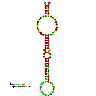 mir-15 microRNA precursor family