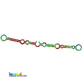 Small nucleolar RNA psi18S-841/snoR66