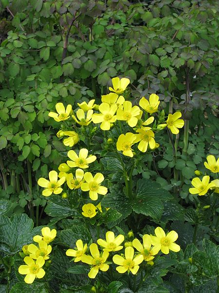 File:Ranunculus cortusifolius (17331397642).jpg