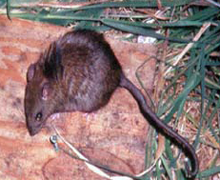 Le Rat polynésien (Rattus exulans) est un animal nuisible pour les sphénodons, notamment par sa consommation des œufs.
