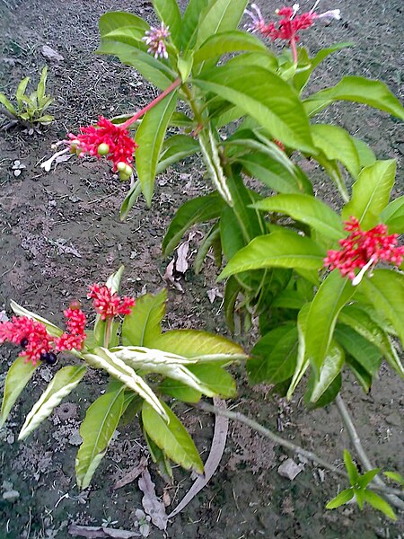 Rauwolfia serpentina at talkatora gardens delhi.jpg