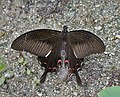 Thumbnail for Papilio helenus