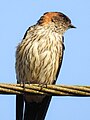 Red rumped swallow (Scientific name- Cecropis daurica) 9.jpg