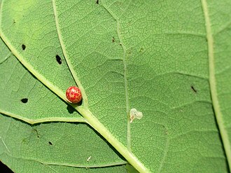 A red spotted example of the gall Red spotted Oyster Gall.JPG