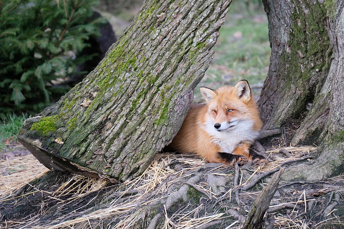 renard - Wiktionary, the free dictionary