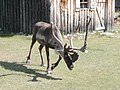 Reindeer (Rangifer tarandus)