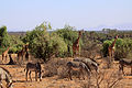 Grévy's zebras and reticulated giraffes