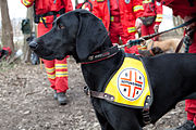 Rettungshunde-Training (4450118221).jpg