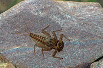 Eintagsfliegenlarve der Rhitrogena nivata. Sie kommt in den Alpen endemisch vor und zählt zu den National Prioritären Arten der Schweiz.