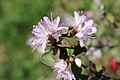 Rhododendron racemosum (7047184577) .jpg