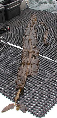 Ribbon kelp (Alaria marginata) .jpg