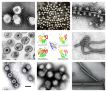 Riboviria collage.png