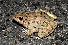 Rio Grande leopard frog (Lithobates berlandieri), from Cameron County, Texas, USA Rio Grande Leopard Frog (Lithobates berlandieri), Hwy 4, Cameron Co., TX, USA, (25.9442degN, 97.3533degW, 3 m. elev.) 10 April 2016.jpg