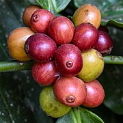 Coffea canephora (Robusta coffee) - partly mature infructescence on the bush