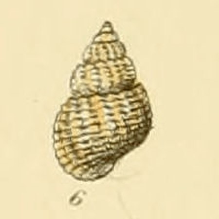 Alvania cimicoides
