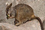 Brown wallaby