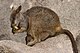 Allied rock-wallaby