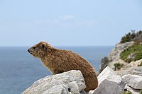 Rock hyrax (dassie) at the Cape of Good Hope, South Africa
