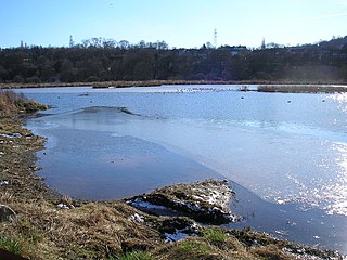 <span class="mw-page-title-main">Rodley Nature Reserve</span>