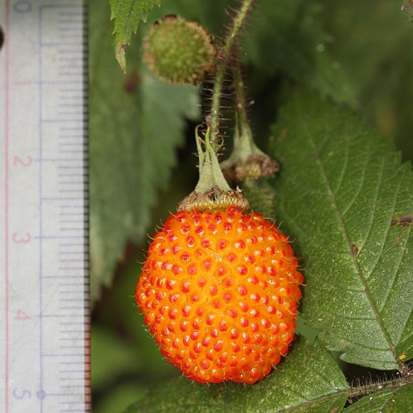 File:Rubus sumatranus (fruits with scale).jpg