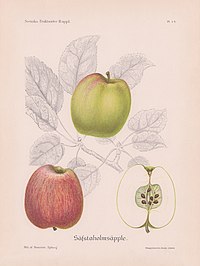 Sävstaholm (manzana)