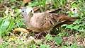 SIAMESE DOVES - male and female ground doves.jpg