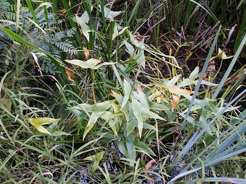 File:Sagittaria sagittifolia sl52.jpg