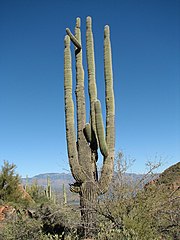 picture of a giant, many limbed saguaro cactus outlined against a blue sky