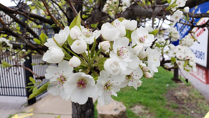 File:Sakura closeup.jpg