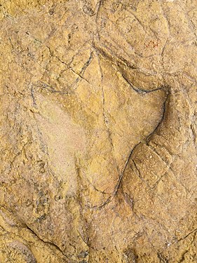 Spur eines Dinosauriers der Unterordnung Ornithopoda am Strand von Salema.