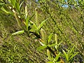 de: Silberweide (Salix Alba), weibliche Kätzchen, Ort: Marburg, Hessen, Deutschland en: White Willow (Salix alba), female catkins, Location: Marburg, Hesse, Germany