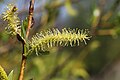 Salix euxina male catkin