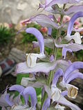 Miniatura para Salvia desoleana