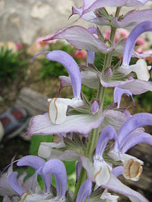 Salvia desoleana Salvia desoleana3.jpg