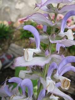 <i>Salvia desoleana</i> species of plant