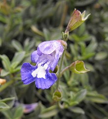 Salvia muirii httpsuploadwikimediaorgwikipediacommonsthu