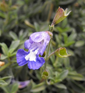 <i>Salvia muirii</i> Species of shrub