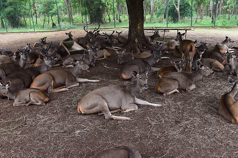 File:Sambar deer Group in captivity Ph.by Shashidhara Halady.jpg