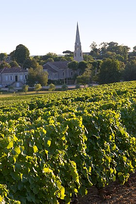 A Sauternes (AOC) cikk szemléltető képe