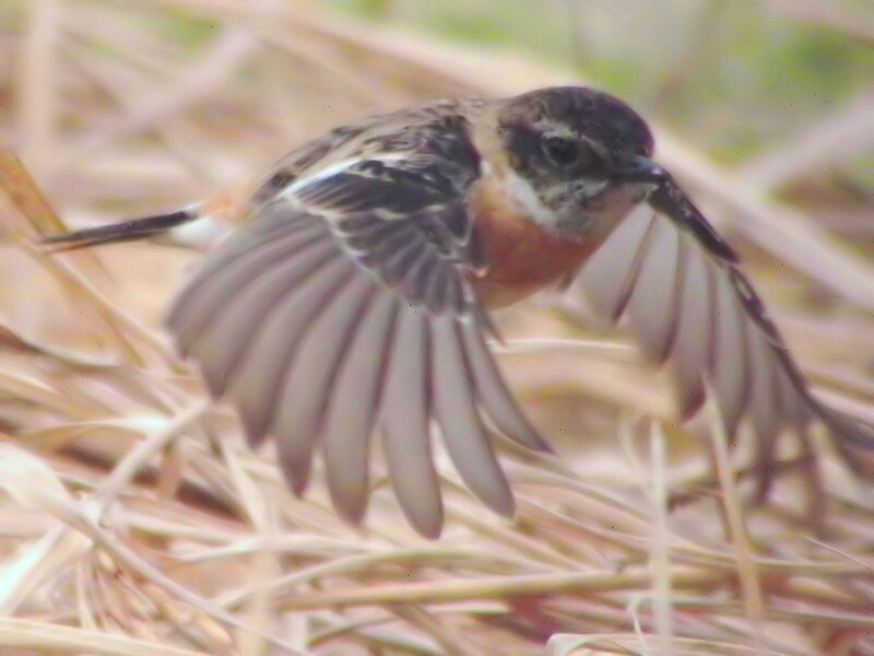 File:Saxicola stejnegeri, Hong Kong 3.jpg