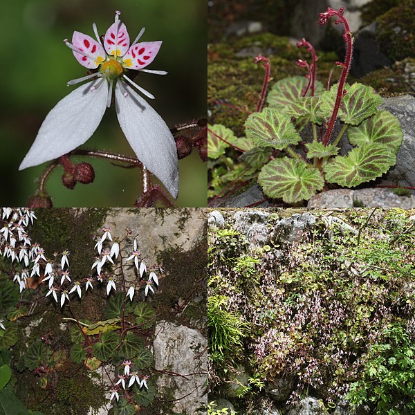 File:Saxifraga stolonifera (Montage).jpg