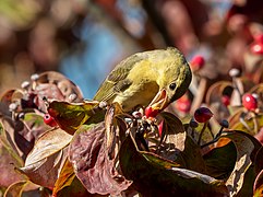 Scarlet tanager in GWC (25318)