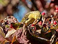 Image 80Scarlet tanager eating a berry in Green-Wood Cemetery